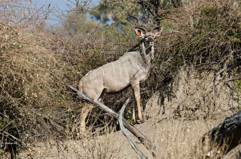 189 - Namibia - antilope Kudu - reserva de animales Mahango